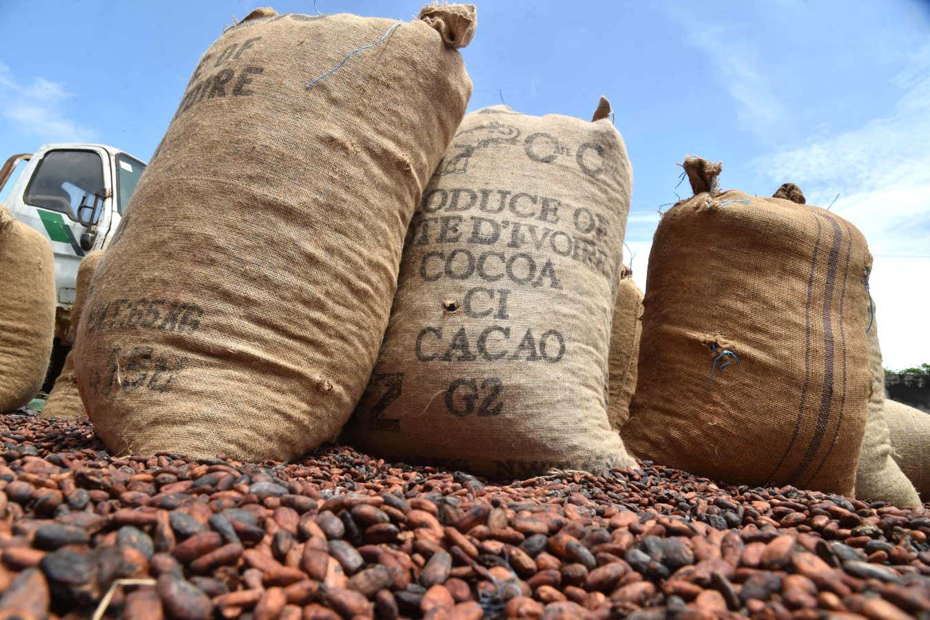 Hessian sack of cocoa beans are placed outside a warehouse on October 10, 2015 in Gagnoa, in southern Ivory Coast. Gagnoa is the chief collecting point for a forest region that sends coffee, cocoa, and timber. AFP PHOTO / ISSOUF SANOGO (Photo by Issouf SANOGO / AFP) (Photo by ISSOUF SANOGO/AFP via Getty Images)