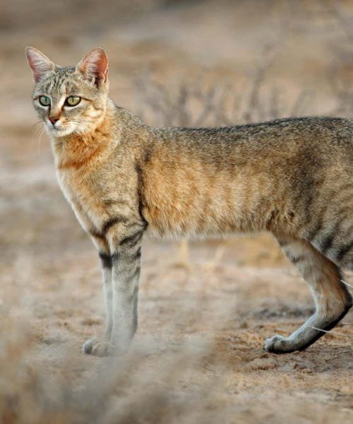 People ate lots of foxes and wildcats 10,000 years ago