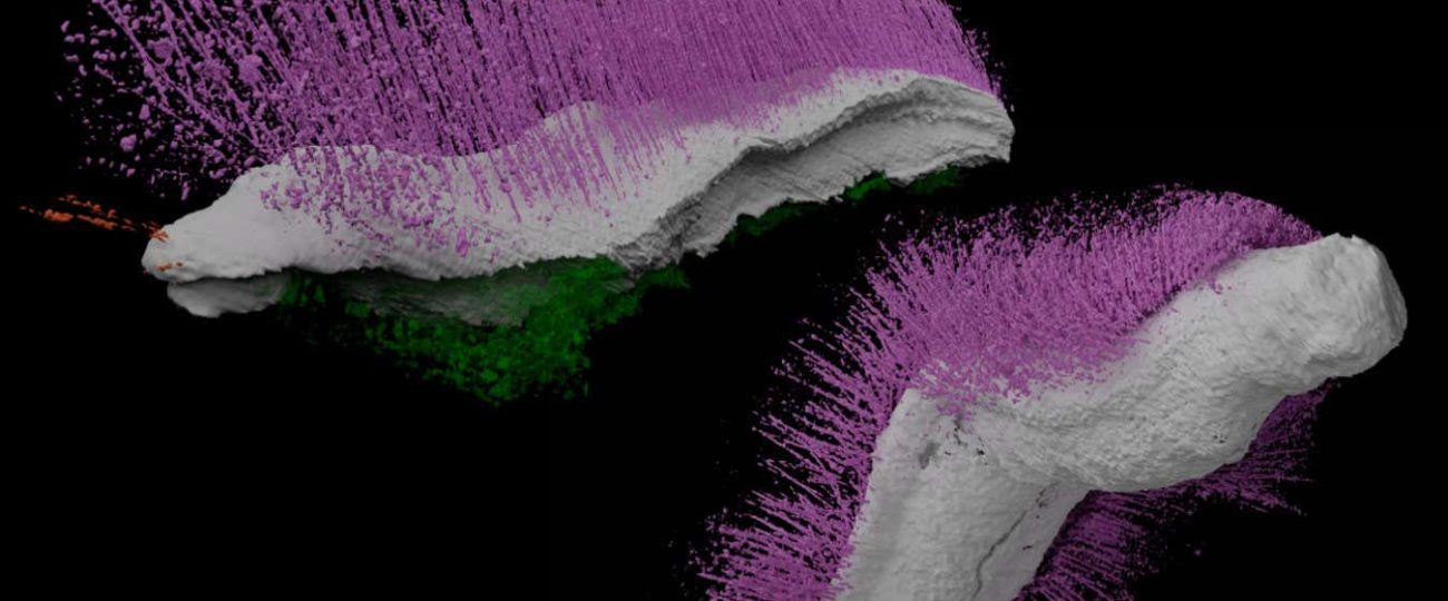 Punk and Emo fossils rock our ideas of how ancient molluscs looked