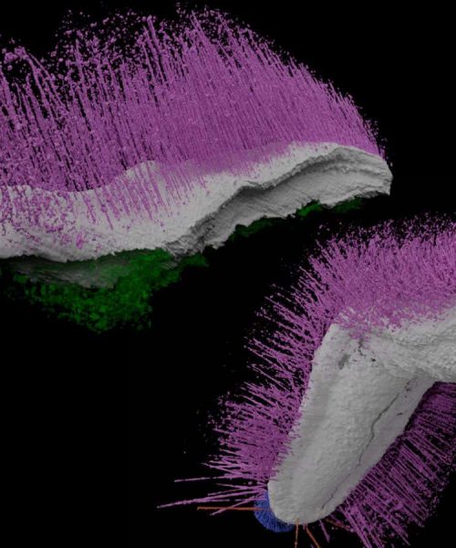 Punk and Emo fossils rock our ideas of how ancient molluscs looked