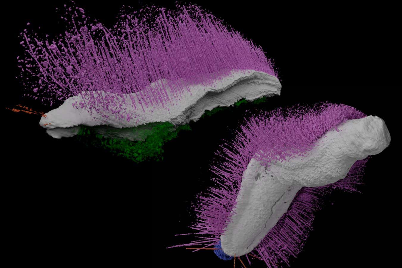 Punk ferox and Emo vorticaudum Credit: Sutton et al. Nature (2025)