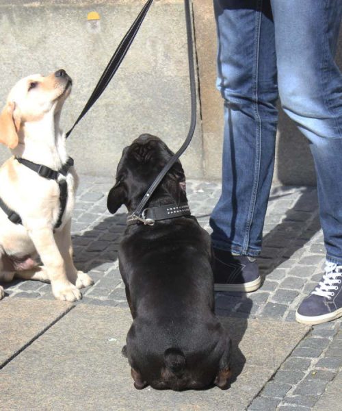 Puppies as young as 6 weeks old know to ask people for help