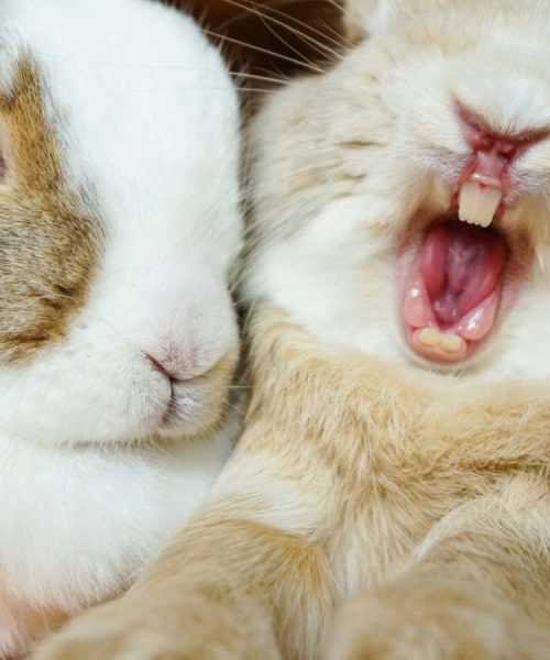 Rabbits may eat their own teeth to boost their calcium intake