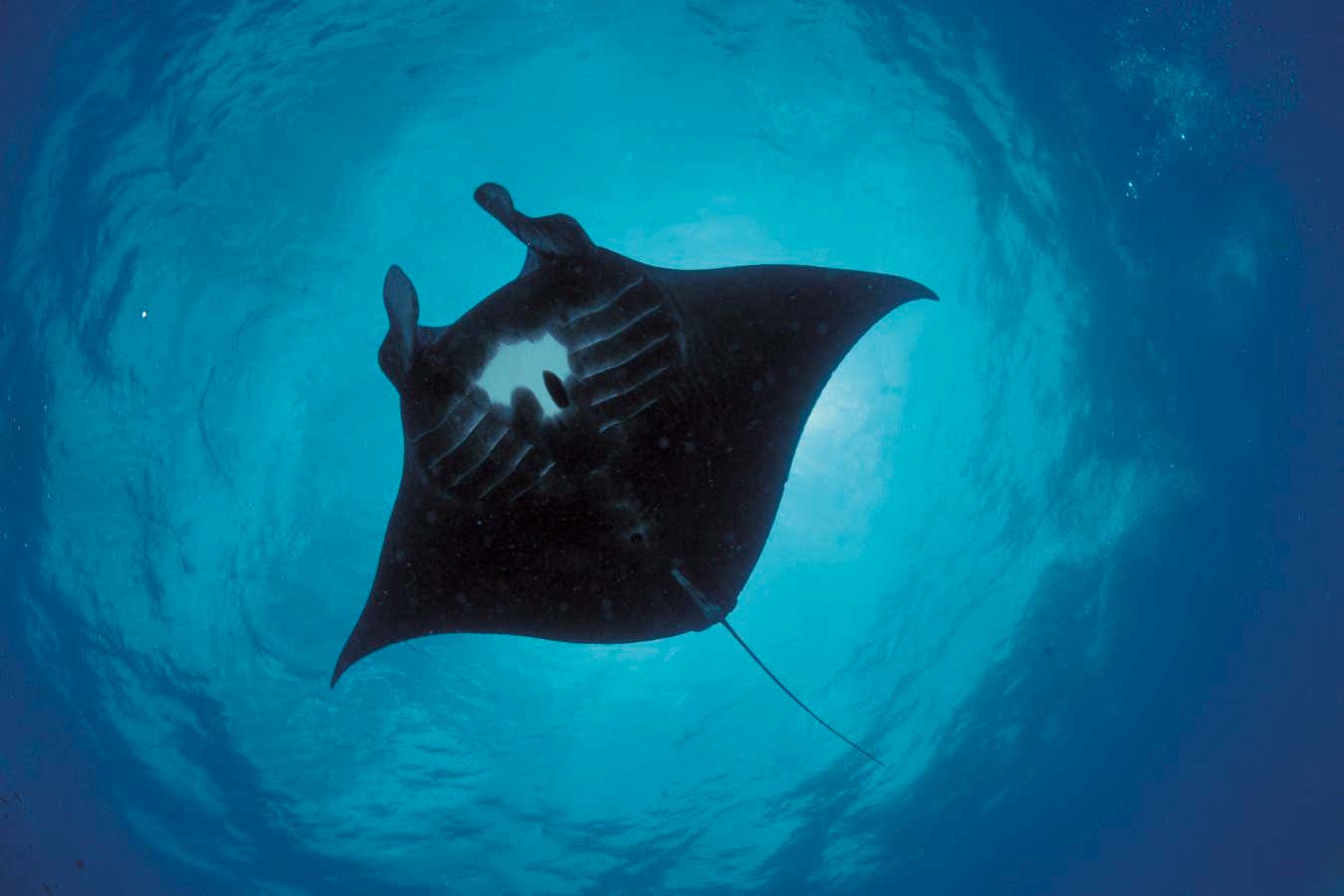 Manta ray {Manta birostris} from below, Sulu-sulawesi seas, Indo-Pacific