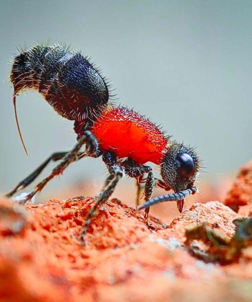 Secrets of velvet ant’s venom explain what makes its sting so painful