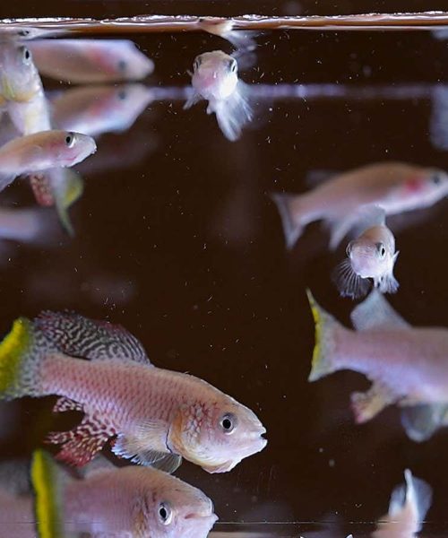 Some fish regrow injured fins and we’re closer to understanding how