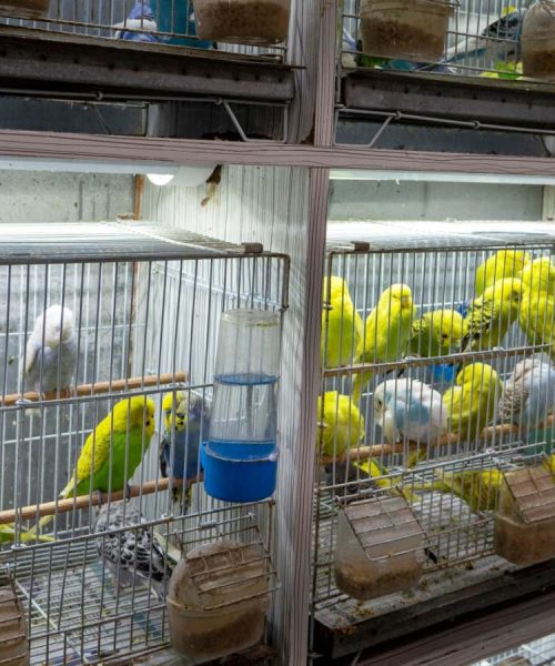 US has imported billions of wild animals in the past 20 years