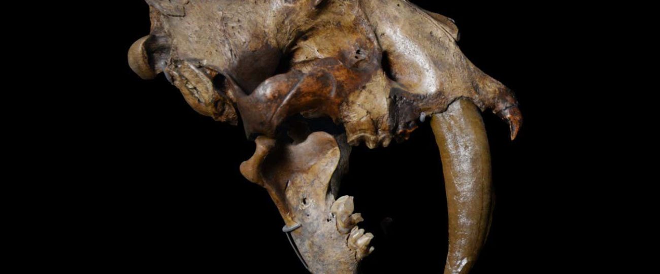 Why sabre-toothed animals evolved again and again