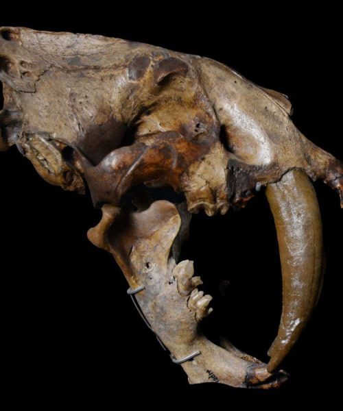 Why sabre-toothed animals evolved again and again