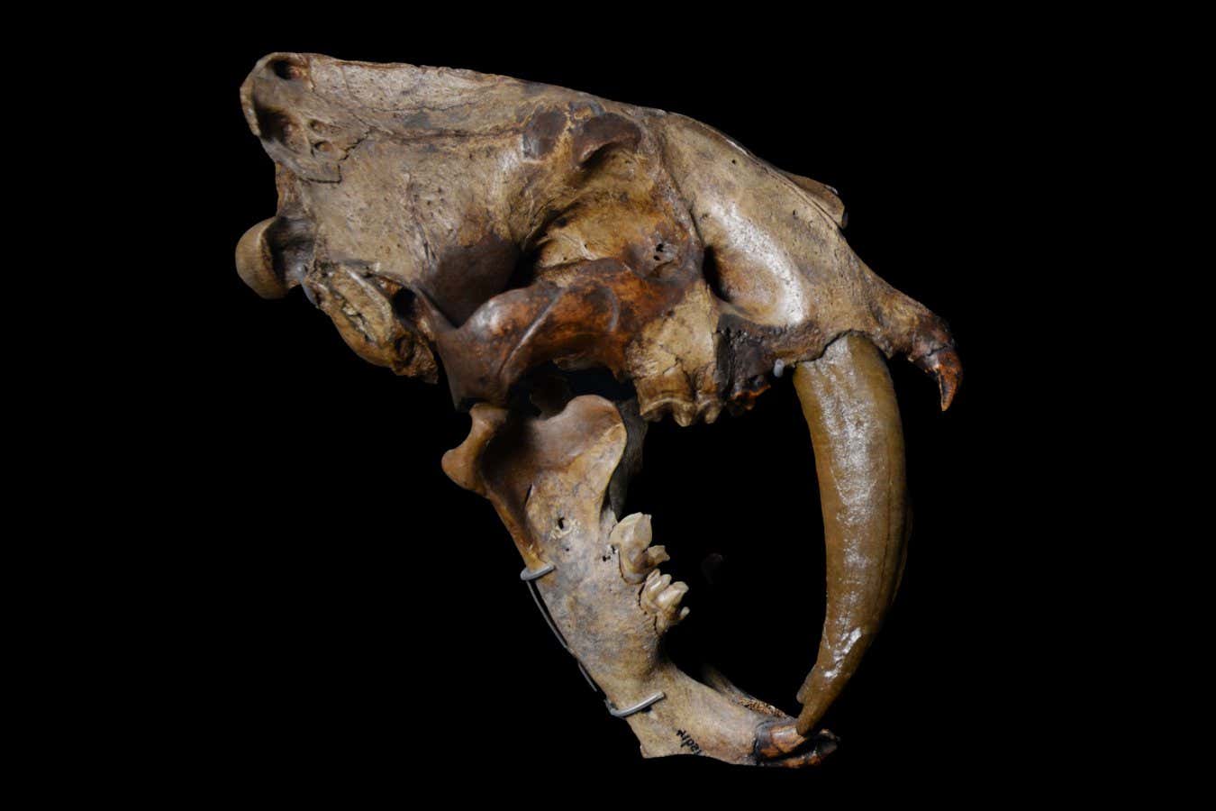 The skull of a Smilodon, which were made up of saber-toothed cats