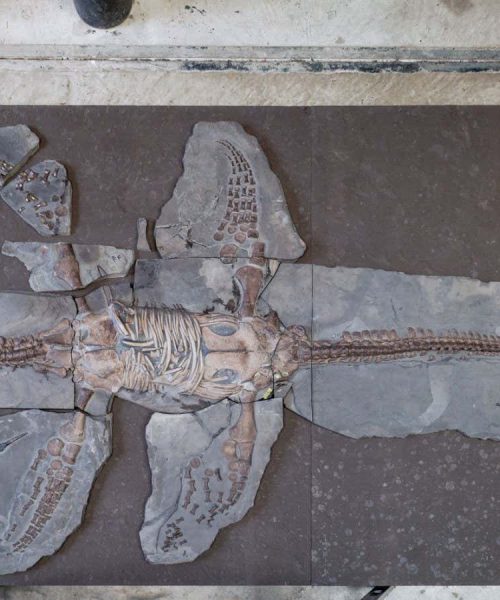Amazing plesiosaur fossil preserves its skin and scales
