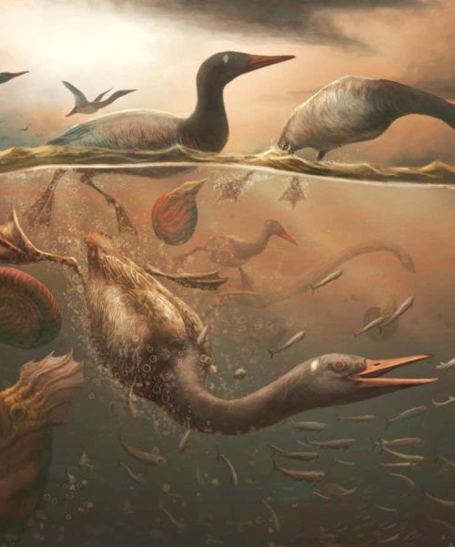Ancient relative of geese is the earliest known modern bird