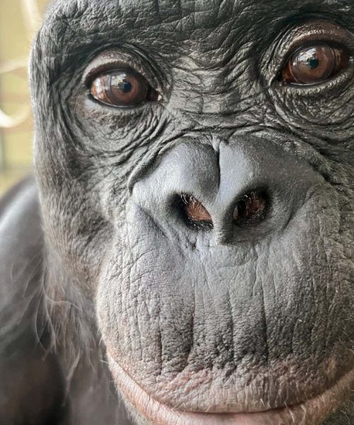 Bonobos can tell when they know something you don’t