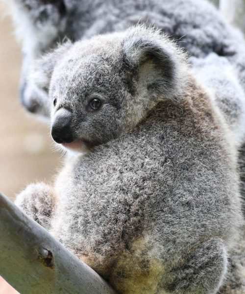 Cuddling koalas show unexpected sociable side in surprising video