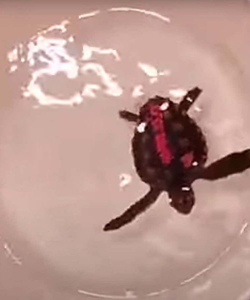 Dancing turtles help us understand how they navigate around the world