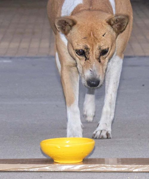 Dogs seem to have a strong preference for yellow things