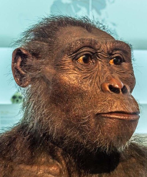 Fossil proteins may soon reveal how we’re related to Australopithecus