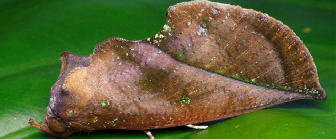 How a moth uses an optical illusion to disguise itself as a leaf
