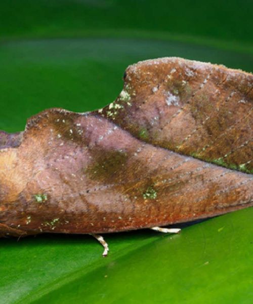 How a moth uses an optical illusion to disguise itself as a leaf
