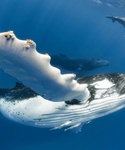 Humpback whale songs have patterns that resemble human language