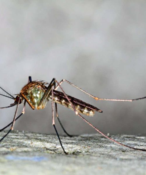 London Underground mutant mosquitoes have surprisingly ancient origins