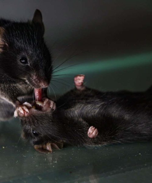 Mice seen giving ‘first aid’ to unconscious companions