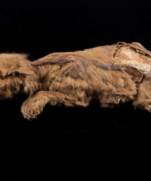 Permafrost mummies are unlocking the secrets of prehistory