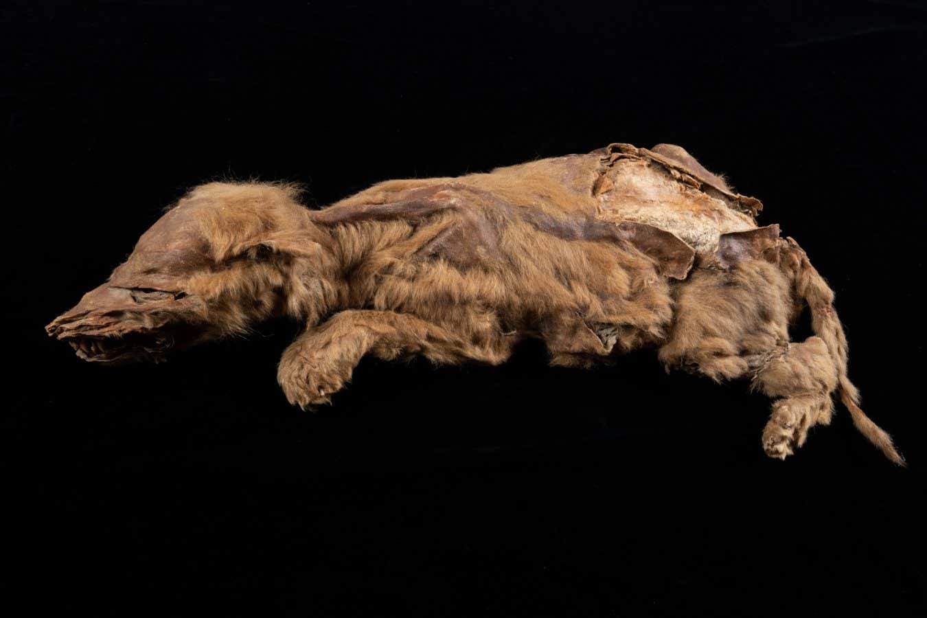 Mummified Wolf Pup found at Last Chance Creek