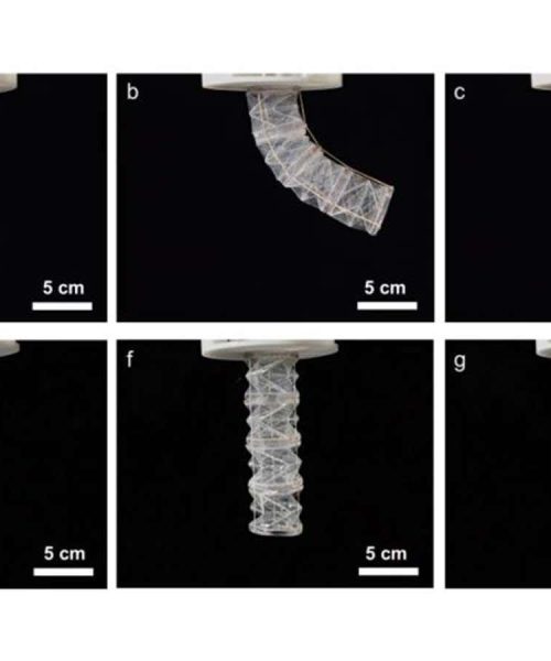 Robot made from pig gelatin biodegrades when no longer needed