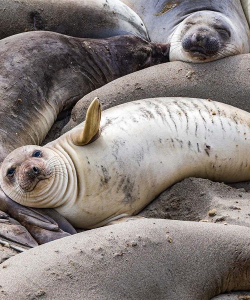 SpaceX launch site is haven for threatened and endangered species