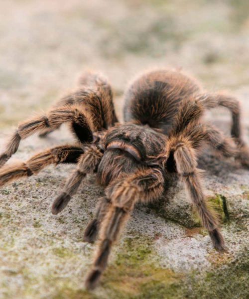 Spiders can run just as fast after two of their legs drop off