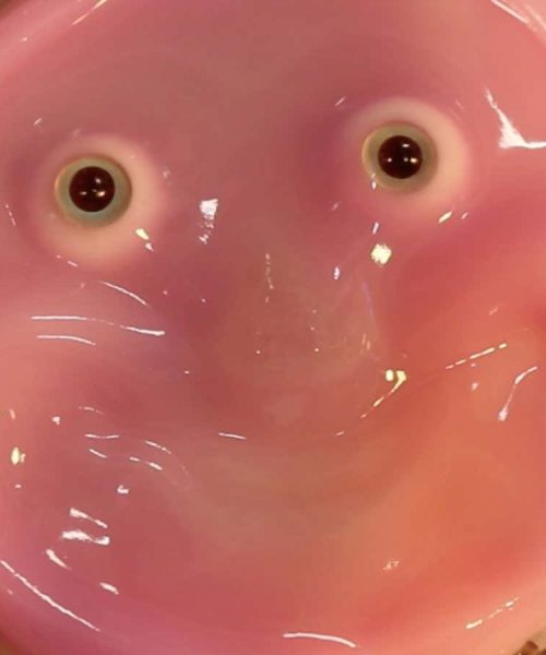 The best and weirdest photos of robots from 2024