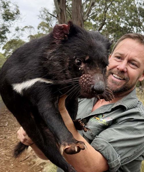 The bold plan to bring back Tasmanian devils across mainland Australia