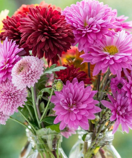 The science behind the gardening hack of adding aspirin to plant water