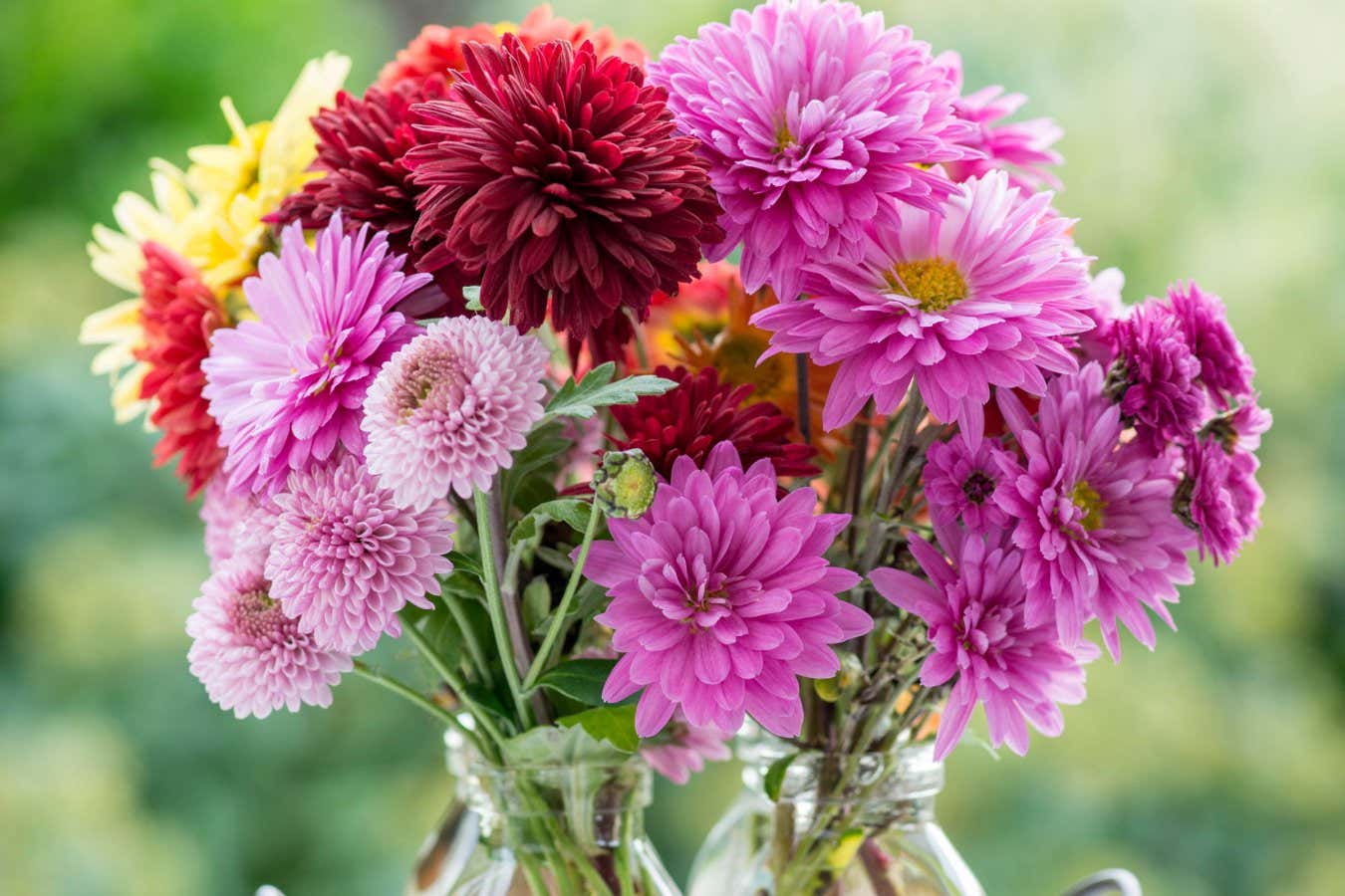 An autumn display of freshly cut Chrysanthemums 'Mavis', 'Bretforton Road', 'Ruby Mound' and 'Early Yellow'.