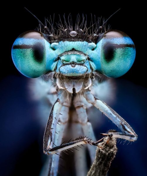 Incredible close-up images of insects scoop photo contest honours