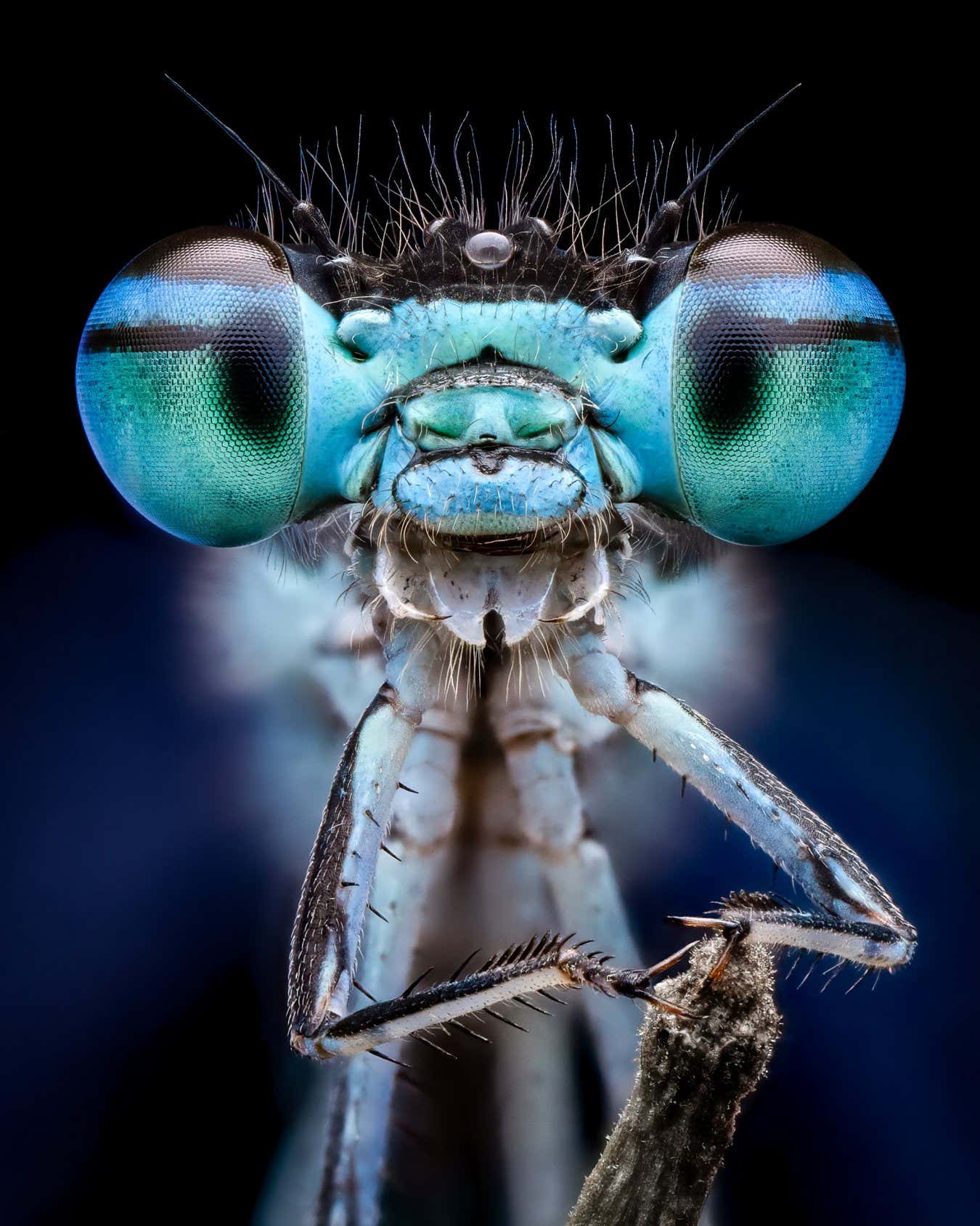 Smiling-Damselfly-?Benjamin_Salb This is a stacked image of a damselfly I encountered on an early morning macro outing this spring. The expression of the damselfly is remarkable, and the large pseudopupil area gives it an almost cartoonish quality. This is my favorite damselfly capture to date.