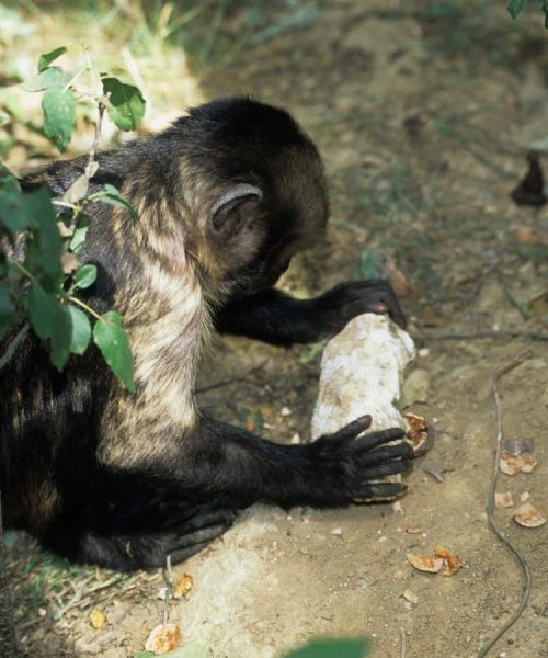 Stone tools help monkeys thrive in hostile habitats