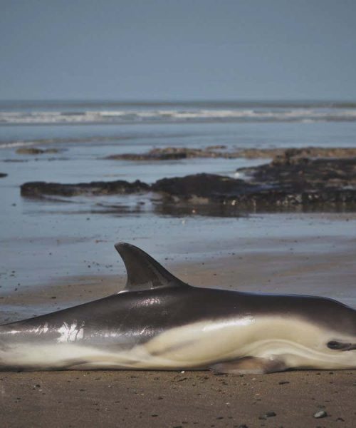 Dolphins are dying from toxic chemicals banned since the 1980s