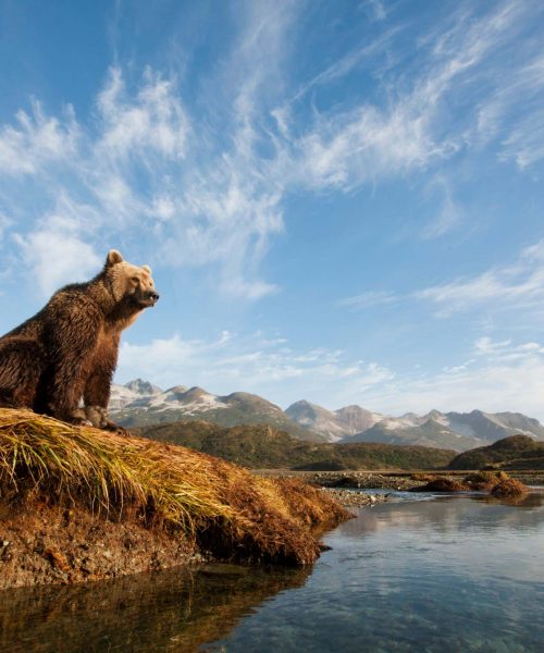 What the surprising lives of solitary animals reveal about us