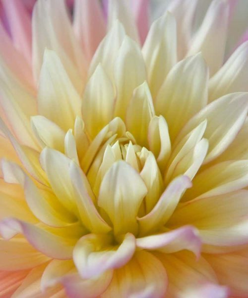 Can AI understand a flower without being able to touch or smell?