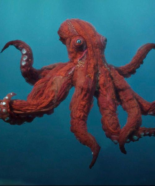 New Scientist recommends Phoebe Waller-Bridge’s documentary Octopus!