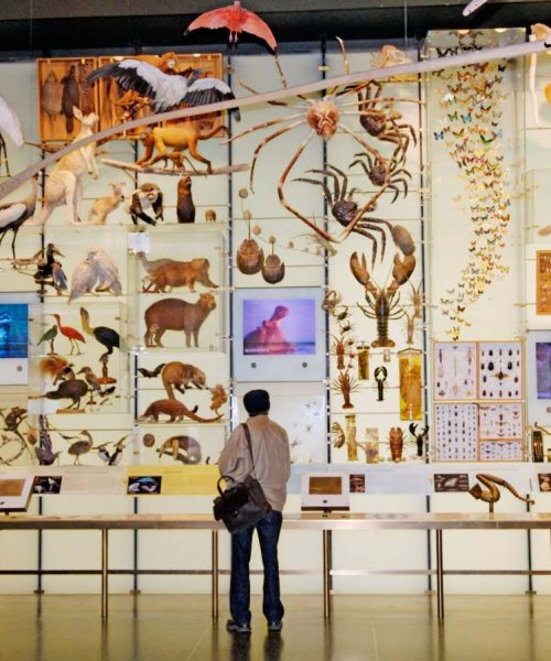 Why avoiding a sixth mass extinction is easier than it sounds