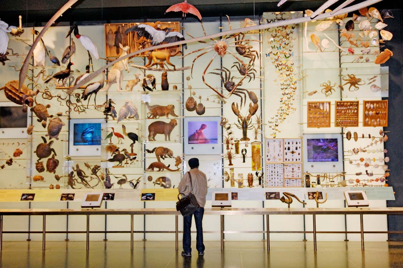 AYMTTG A man looks at a display in the Hall of Biodiversity American Museum of Natural History