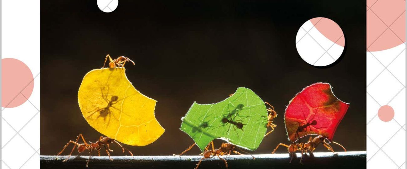 Why you should assume that even the simplest animals are conscious