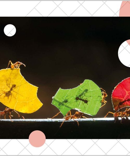 Why you should assume that even the simplest animals are conscious