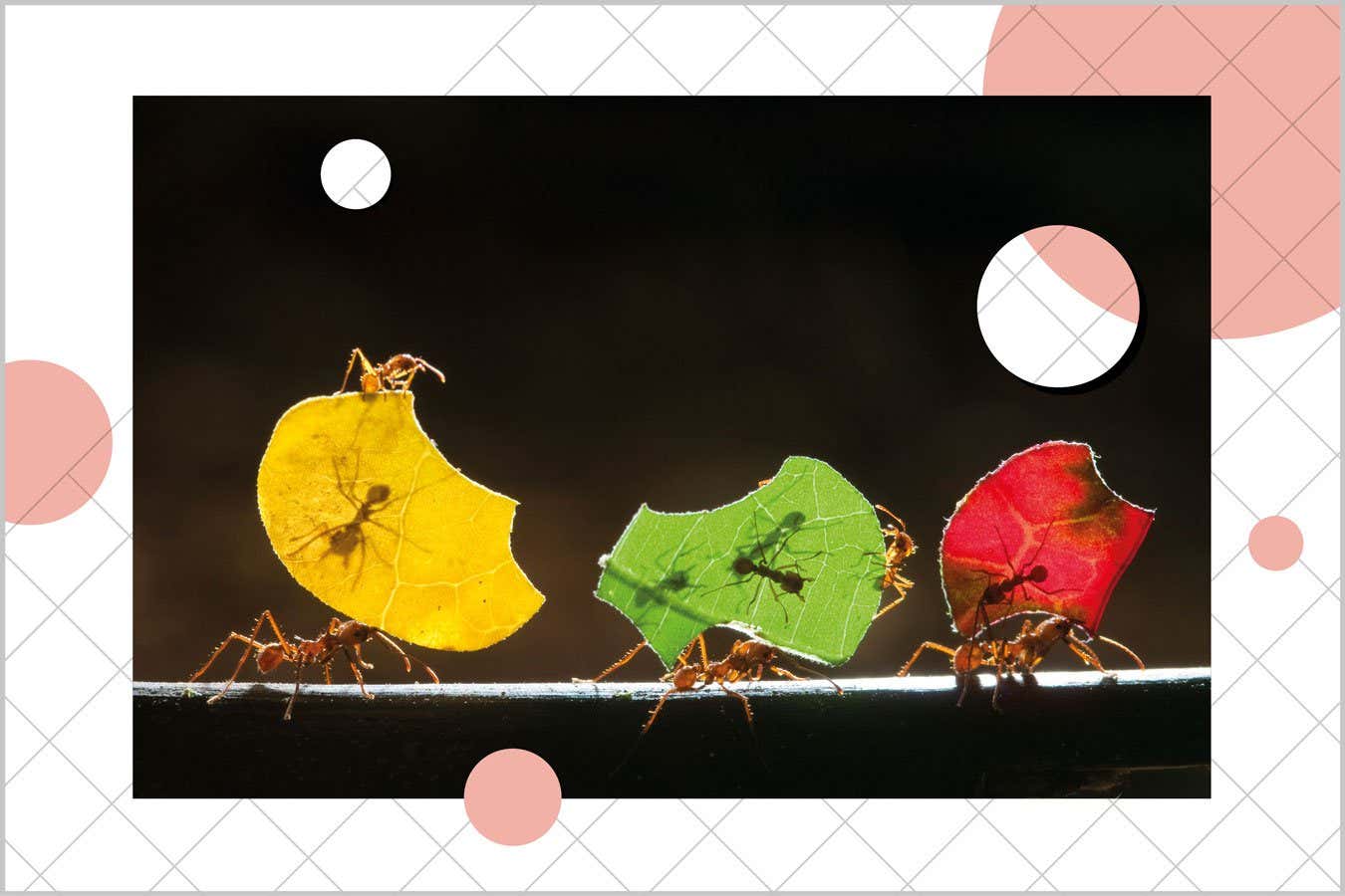 Leaf cutter ants carrying sections of leaves