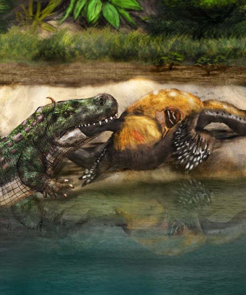 Ancient ‘terror birds’ may have been no match for hungry giant caimans