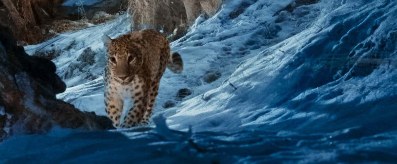 New nature doc is a call to action to save six endangered species