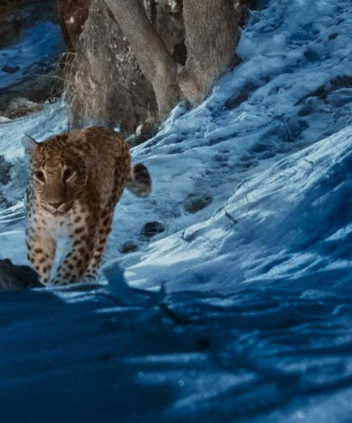 New nature doc is a call to action to save six endangered species